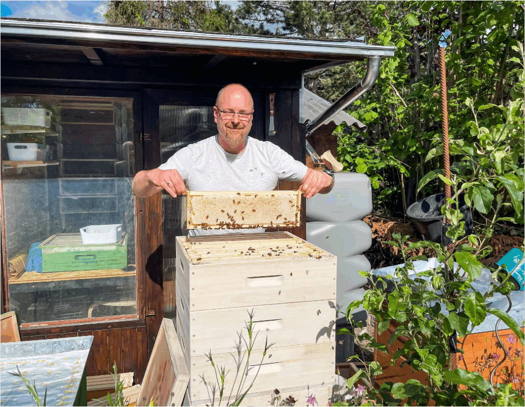Imker kontrolliert Honigwabe bei der Durchsicht eines Bienenvolkes