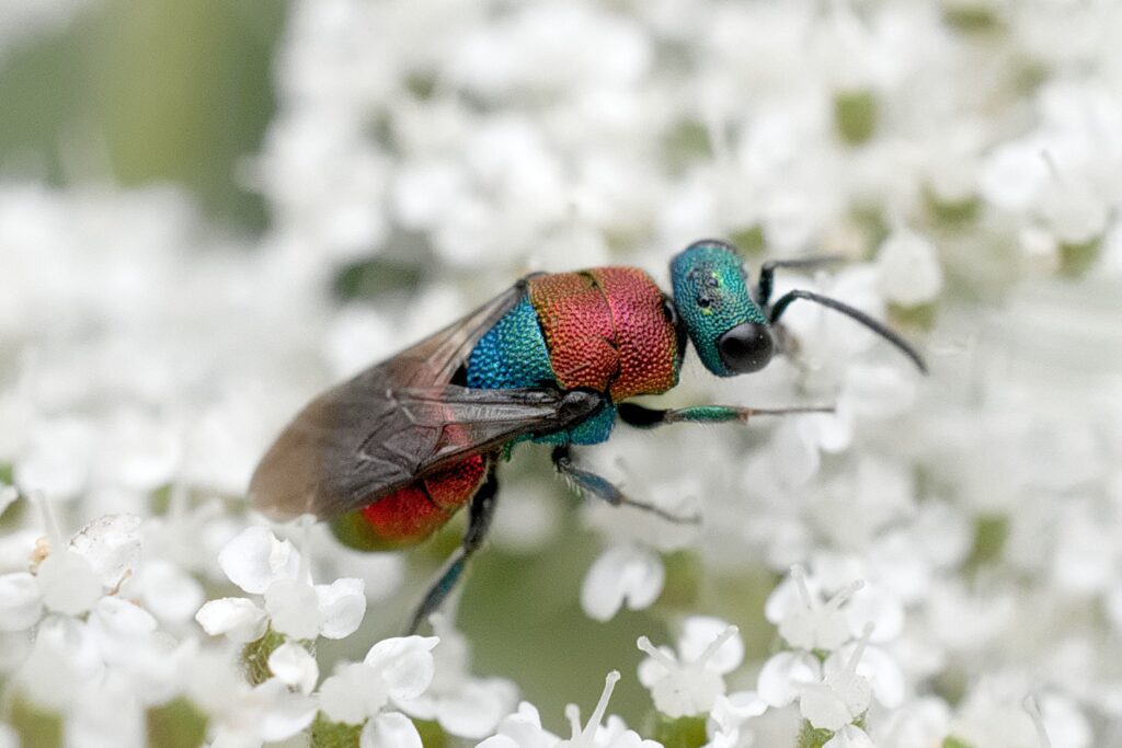 Goldwespe (Kuckuckswespe) auf weißer Blüte
