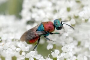 Goldwespe (Kuckuckswespe) auf weißer Blüte
