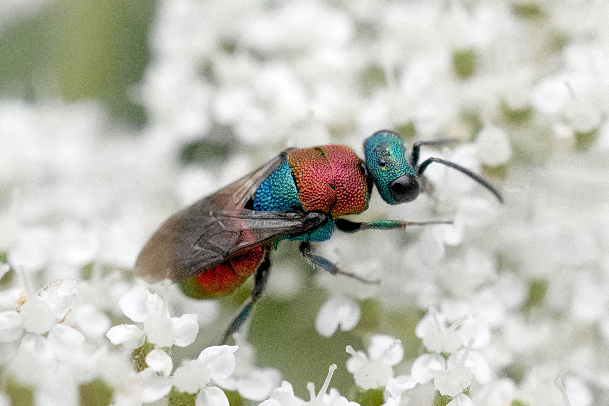 Goldwespe (Kuckuckswespe) auf weißer Blüte