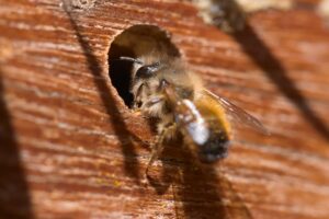 Rote Mauerbiene fliegt Brutgang in Nisthilfe aus Holz an