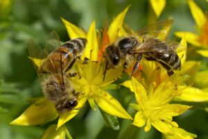 Zwei Honigbienen sammeln Nektar und Pollen auf gelben Fetthennen-Blüten (Sedum)