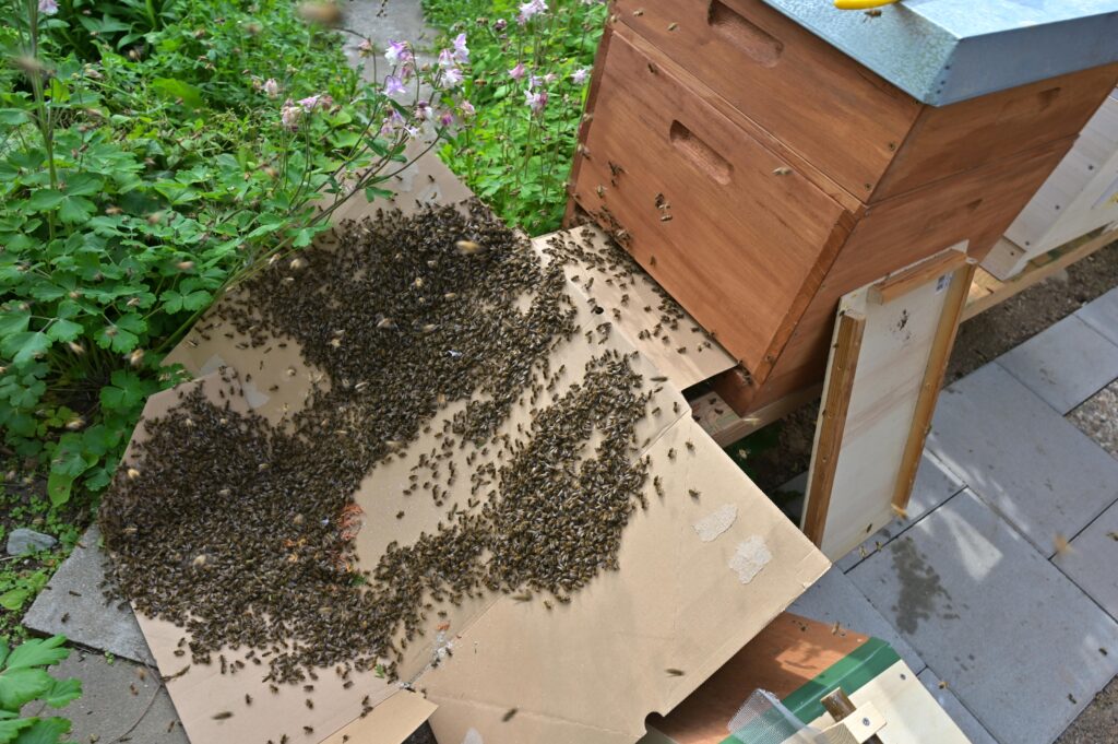 Einlaufen eines Bienenschwarms in eine neue Beute