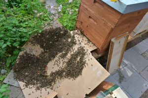 Einlaufen eines Bienenschwarms in eine neue Beute