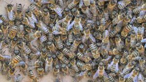 Bienenschwarm beim Einlaufen in die Beute