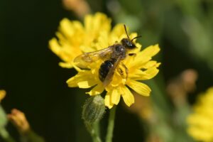 Sandbiene sammelt Pollen auf gelbem Ferkelkraut