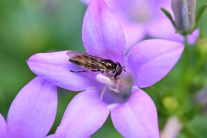 Schwebfliege auf violetter Glockenblume bei der Nektaraufnahme