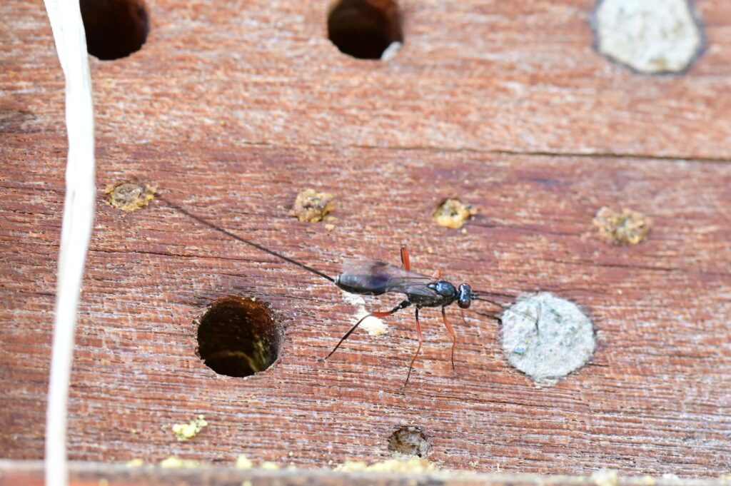 Schlupfwespe mit Legebohrer an Wildbienen-Nisthilfe aus Holz