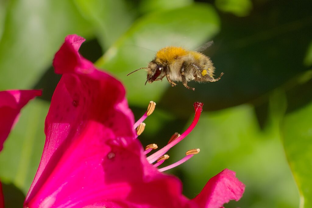Ackerhummel im Flug vor einer rosafarbenen Rhododendronblüte beim Bestäuben