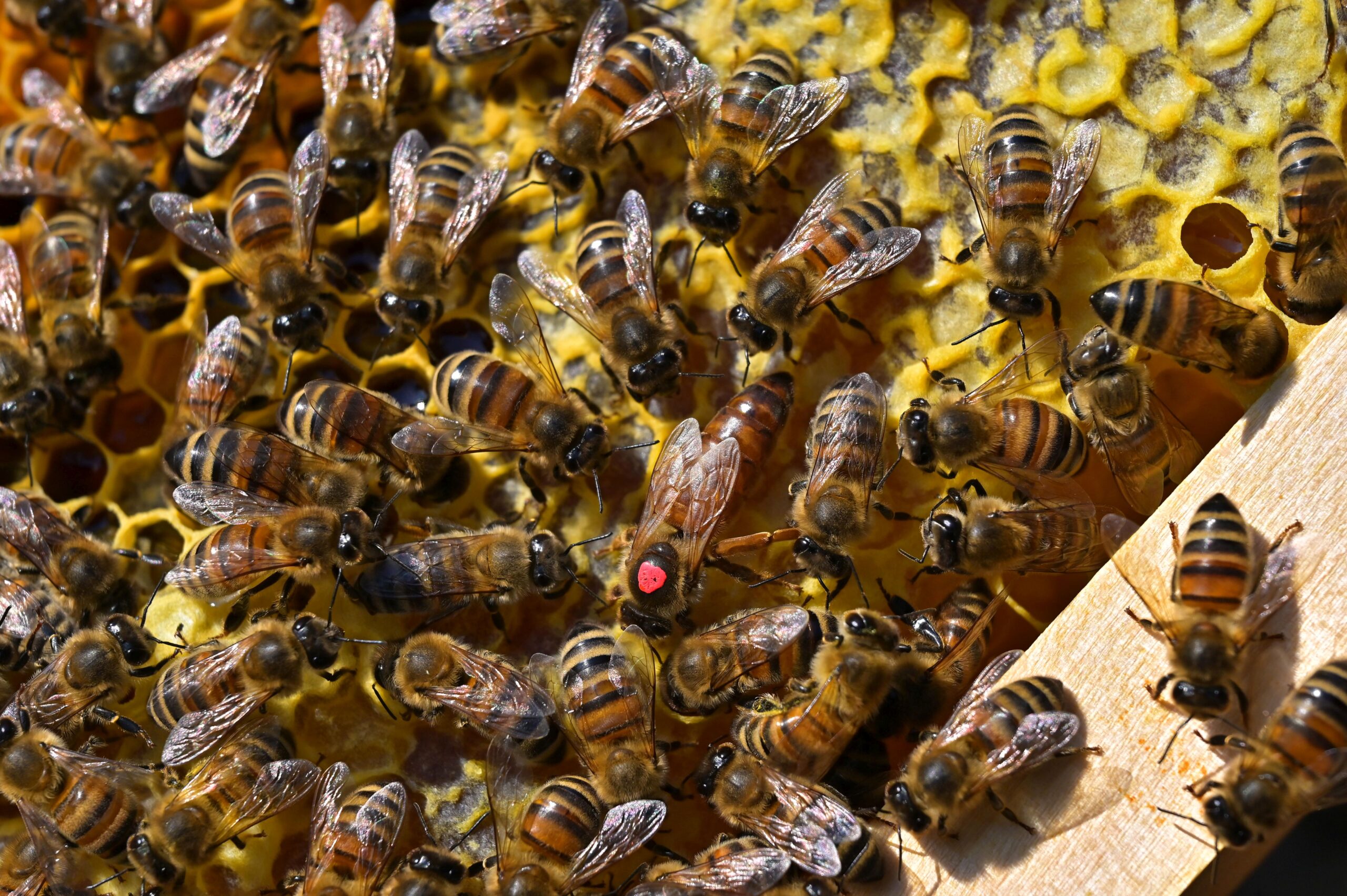 Honigbienen umgeben ihre Königin auf der Wabe