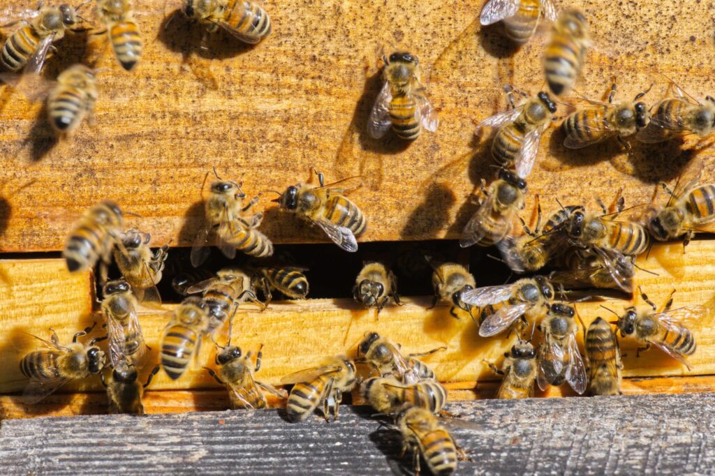 Honigbienen am Flugloch einer Beute beim Ein- und Ausfliegen
