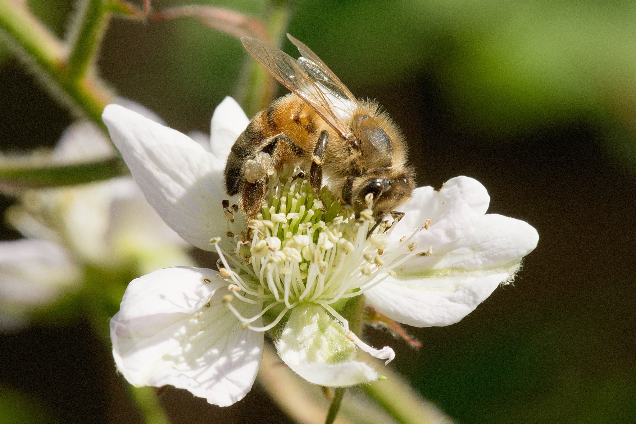 Honigbiene sammelt Pollen und Nektar an weißer Brombeerblüte