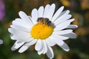 Blattschneiderbiene sammelt Pollen auf einer Margerite