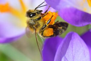 Honigbiene sammelt Pollen an violetter Krokusblüte