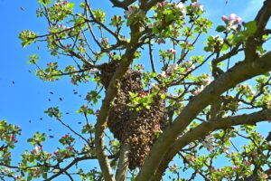 Bienenschwarm hängt als Traube in einem blühenden Apfelbaum