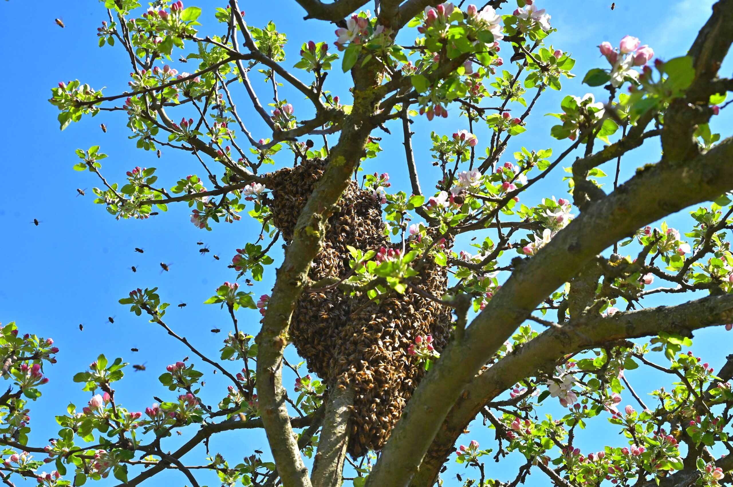 Bienenschwarm hängt als Traube in einem blühenden Apfelbaum