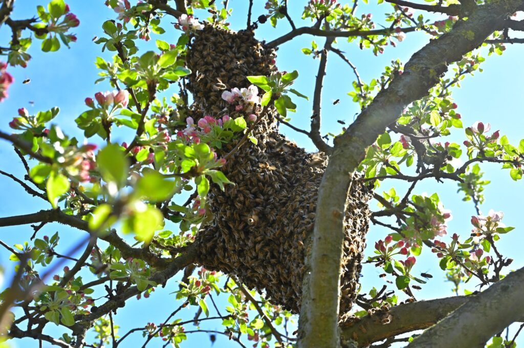 Bienenschwarm hängt als Traube in einem blühenden Apfelbaum