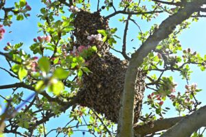 Bienenschwarm hängt als Traube in einem blühenden Apfelbaum