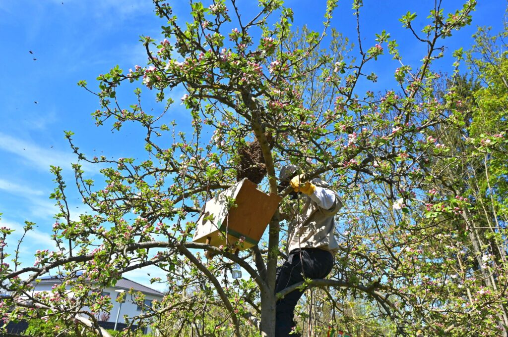 Einfangen eines Bienenschwarms im Apfelbaum mit einer Schwarmkiste