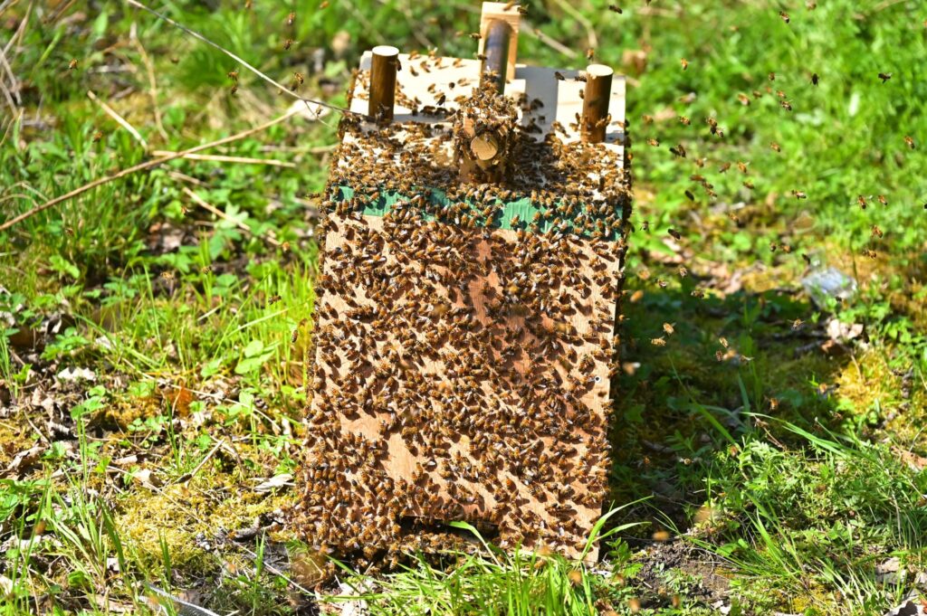 Bienenschwarm sammelt sich an der Schwarmfangkiste