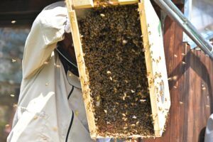 großer Bienenschwarm in einer Fangkiste vor dem Einschlagen in die neue Beute