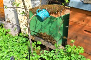Eingeschlagener Bienenschwarm in neuer Beute
