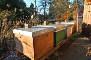 Bienenstände mit Holzbeuten im winterlichen Imkergarten bei tief stehender Sonne