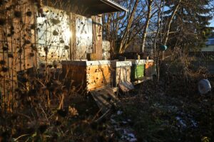 Mehrere Bienenbeuten im naturnahen Garten im Winter, beleuchtet von tief stehender Sonne