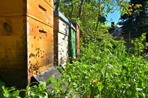Bienenbeuten im Garten mit fliegenden Honigbienen und naturnaher Bepflanzung