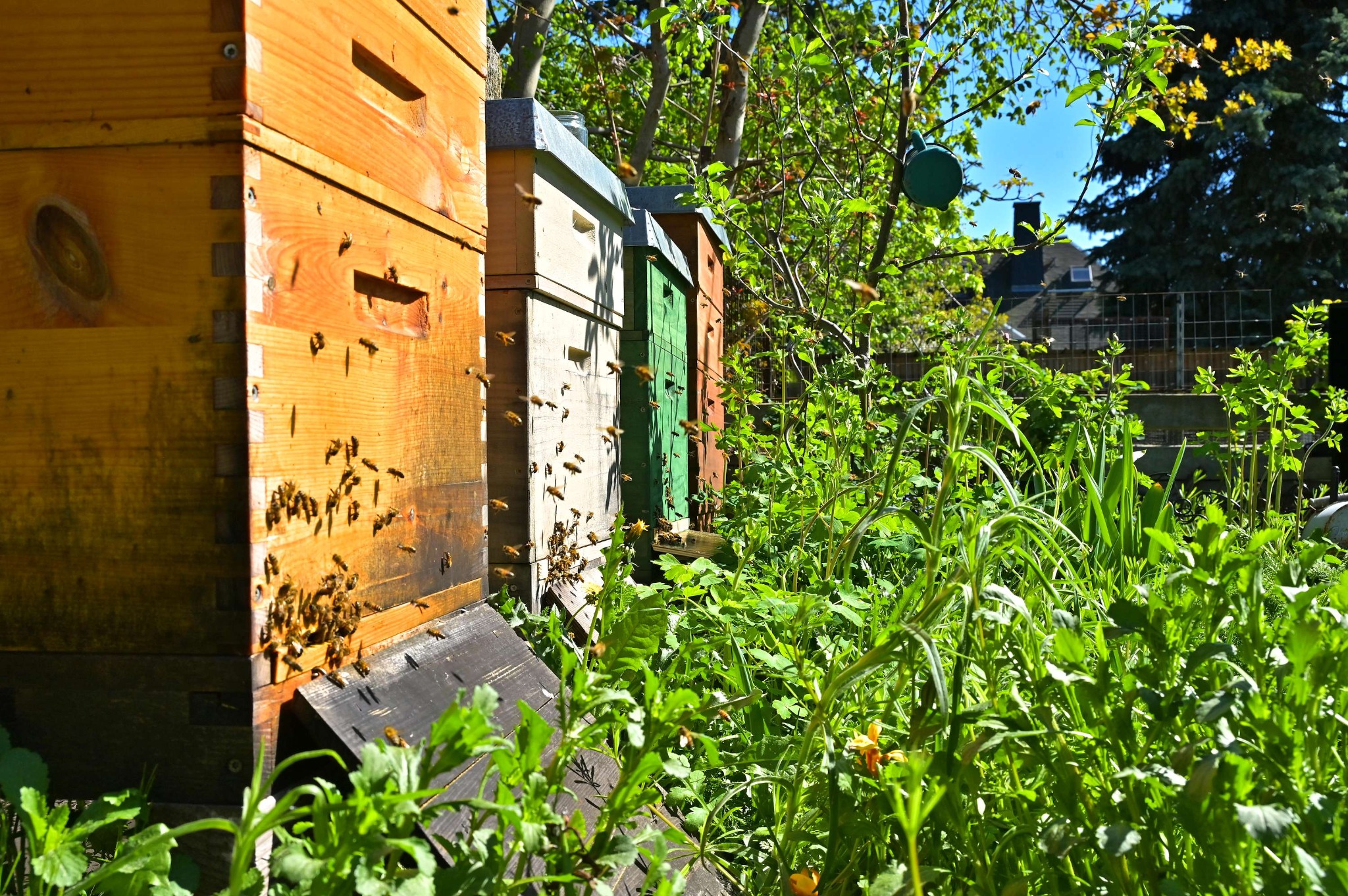 Bienenbeuten im Garten mit fliegenden Honigbienen und naturnaher Bepflanzung