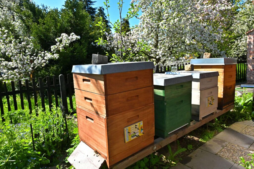 Bienenvölker in Holzbeuten während der Obstblüte im Frühling