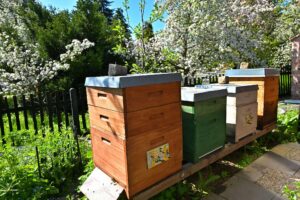 Bienenvölker in Holzbeuten während der Obstblüte im Frühling