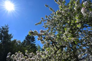Blühender Apfelbaum im Frühling unter blauem Himmel und Sonnenschein