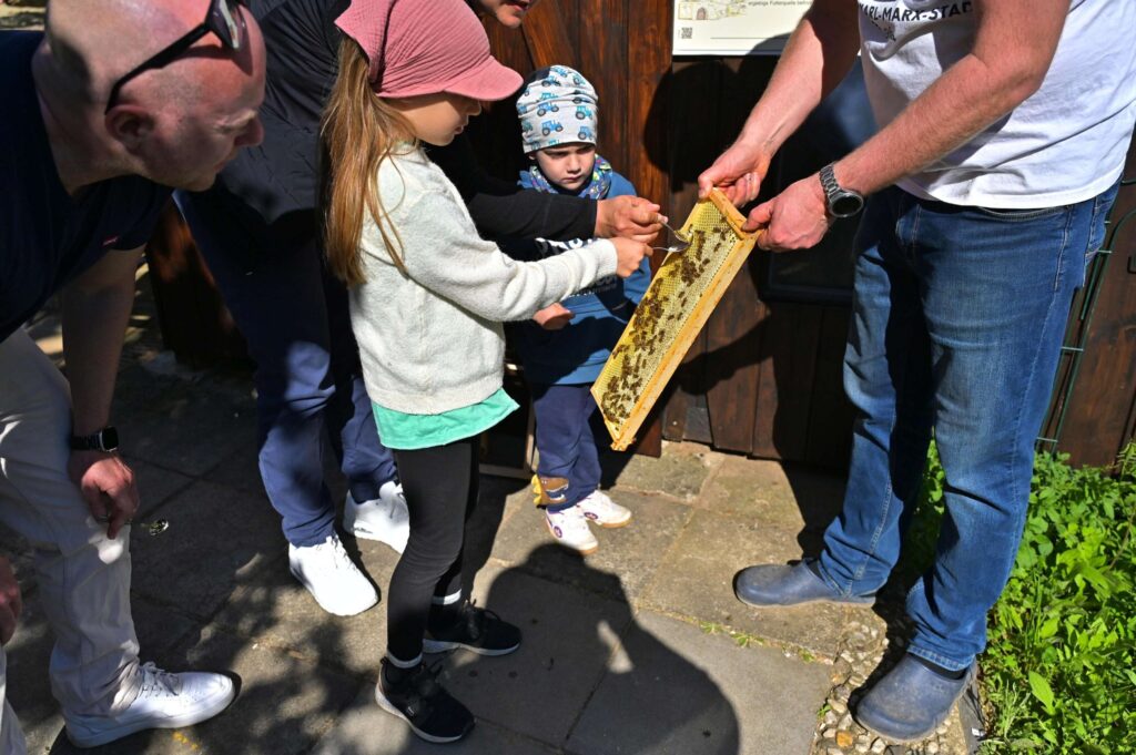 Kinder kosten frischen Honig direkt aus der Wabe beim offenen Imkergarten
