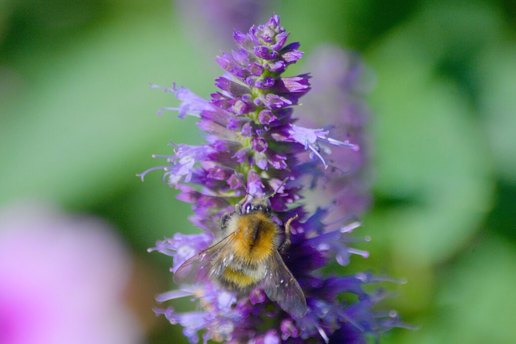 Hummel sammelt Nektar an violetter Duftnessel