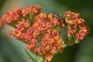 Schwebfliege auf roter Schafgarbe beim Nektarsammeln