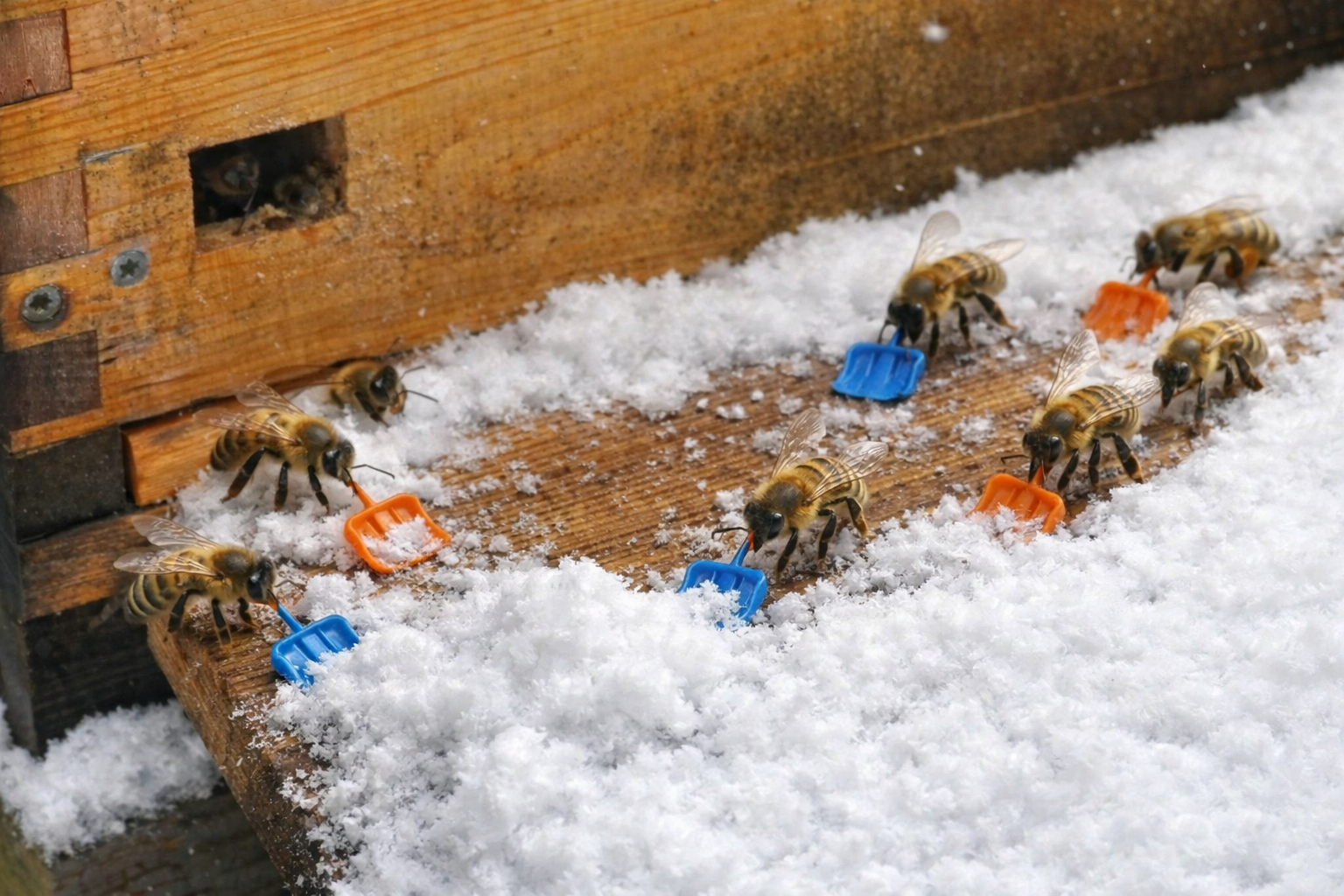 Was machen die Bienen jetzt im Winter?